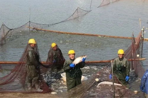 上海農場光明漁業 產業鏈延伸與渠道創新，重塑畜牧漁業飼料銷售新格局