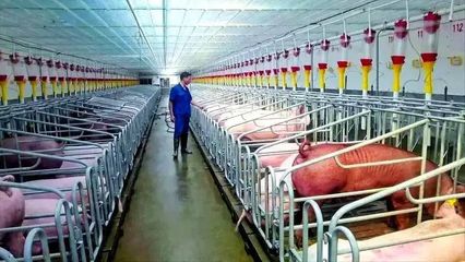 “新”潮涌動 活力迸發——隨縣民營經濟一線觀察之畜牧漁業飼料銷售