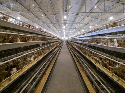 畜牧漁業飼料銷售 農業企業創新發展的核心路徑